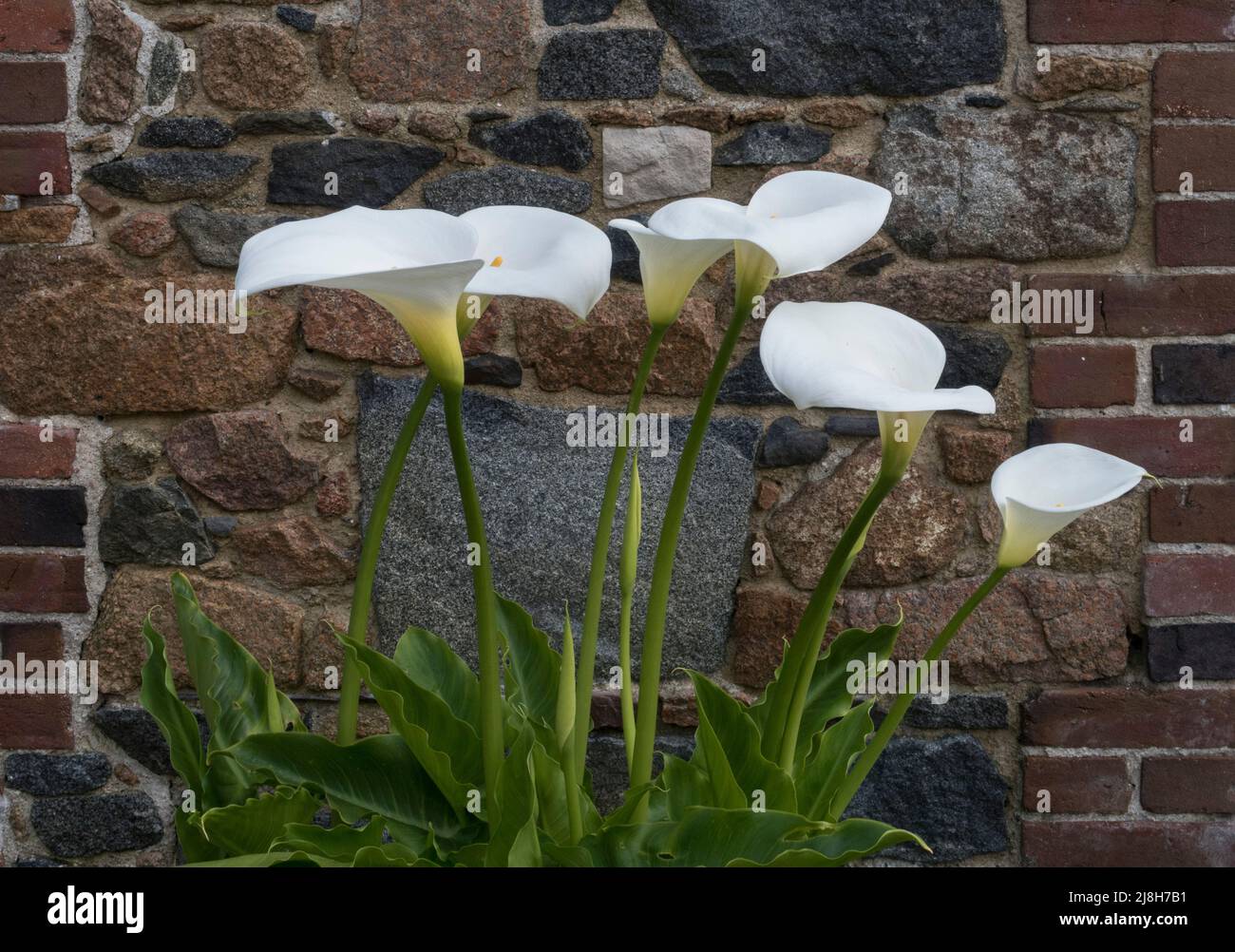 While Calla Arum Lily's growing against old stone wall Stock Photo