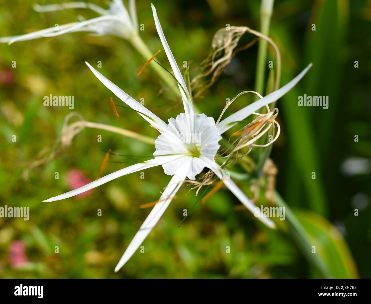 Hymenocallis littoralis or the beach spider lily growing in Vietnam Stock Photo