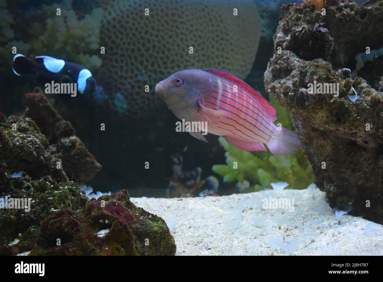 colorful fish. Pink and grey fish. Stock Photo