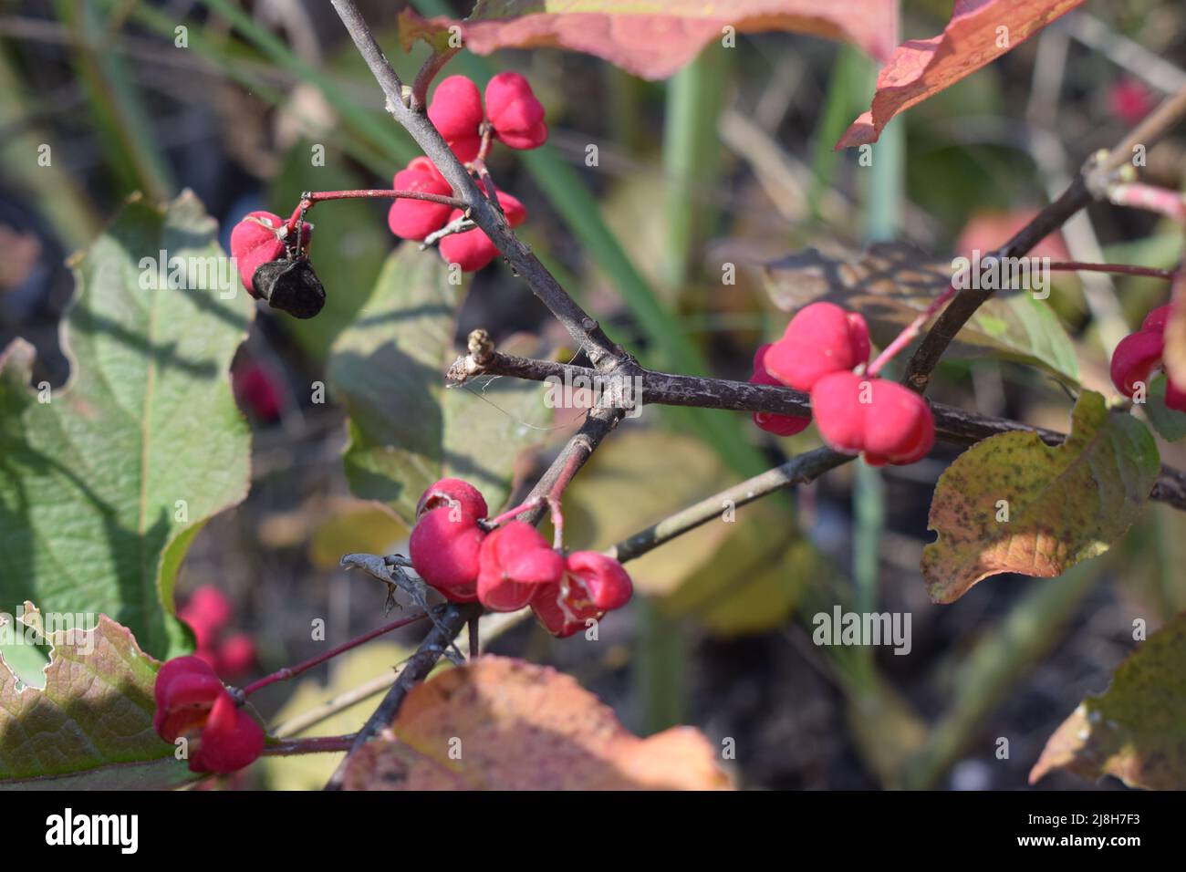 Beautifully colored autumn leaves of Euonymus hamiltonianus (Mayumi). Branches with pink fruits of Euonymus Hamiltonianus tree, known by the common na Stock Photo