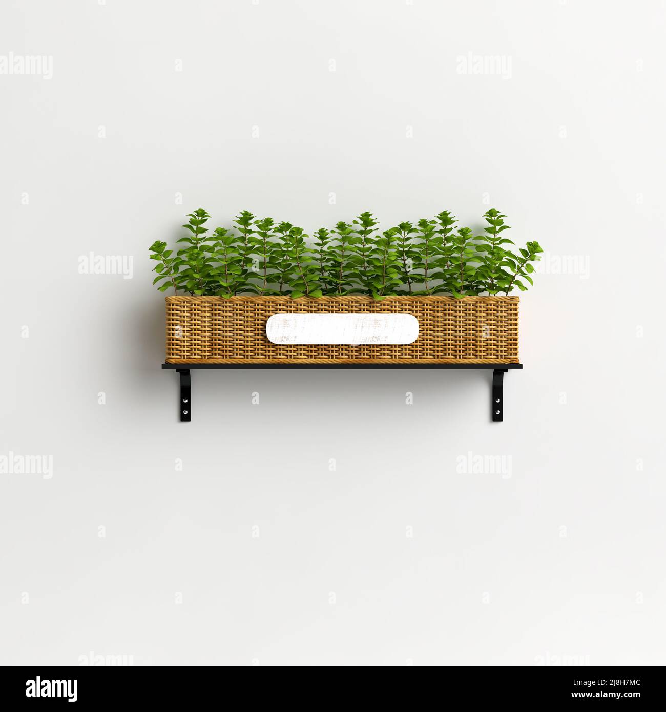 3d illustration  wall potted vegetable isolated on white background Stock Photo