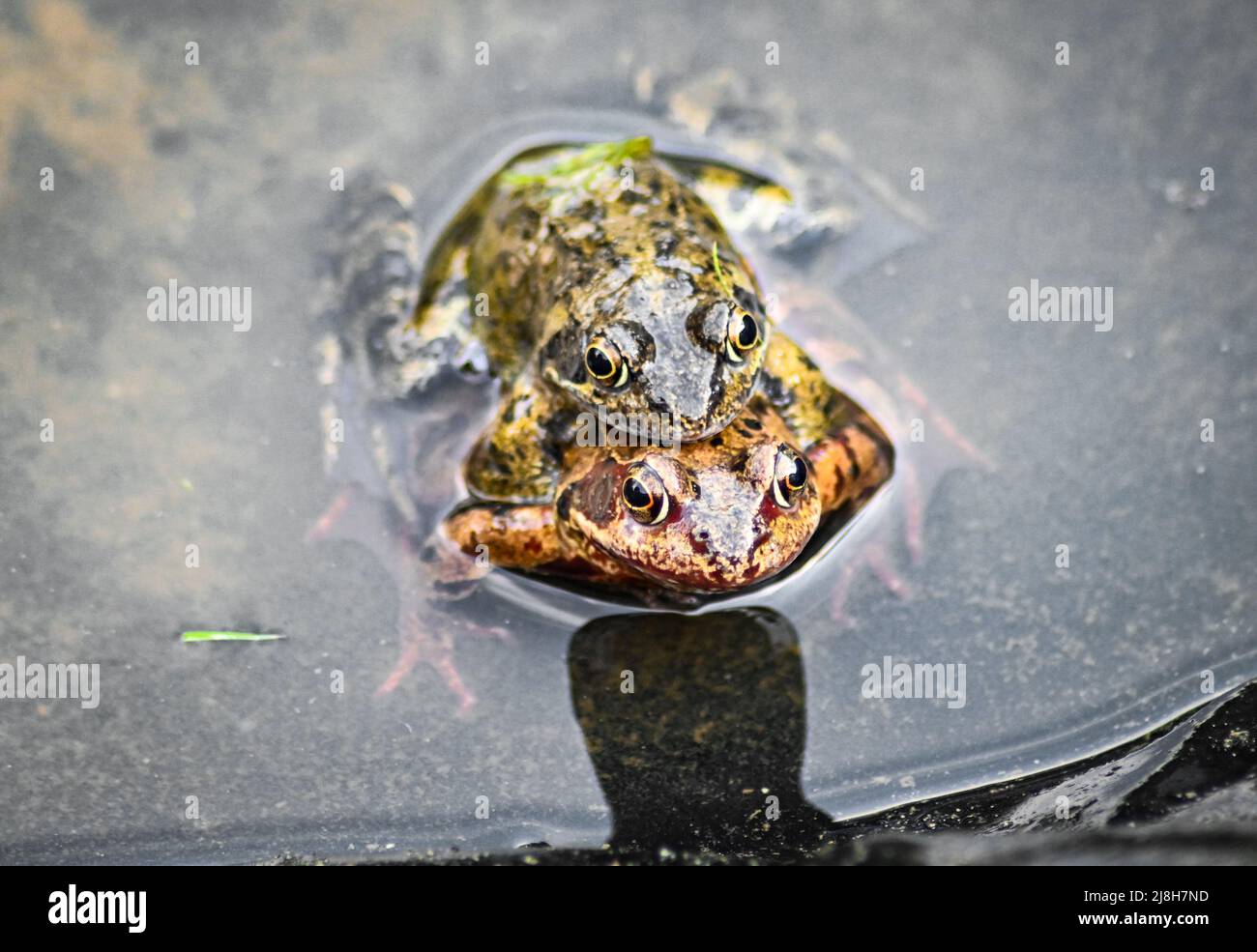 English common frogs, Rana temporaria mating on the side of a garden pond. Stock Photo