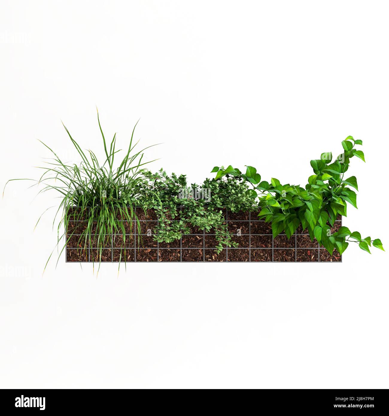3d illustration of plant tub wall isolated on white background Stock Photo