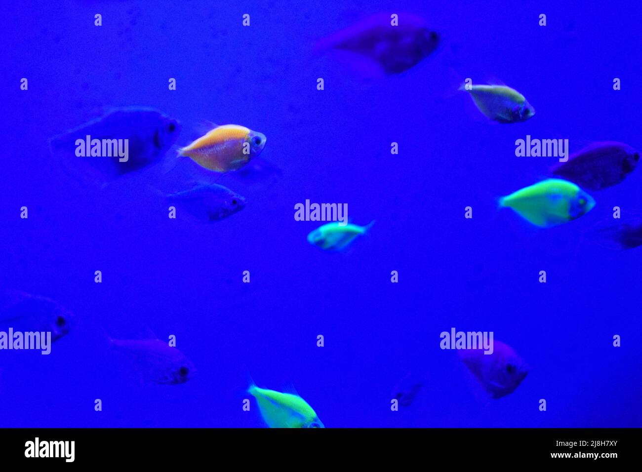 Many small bright cortical fishes in pure blue water swim chaotic Stock Photo