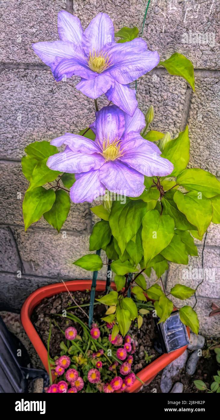 Painted image of the blooming clematis in the pot. Stock Photo