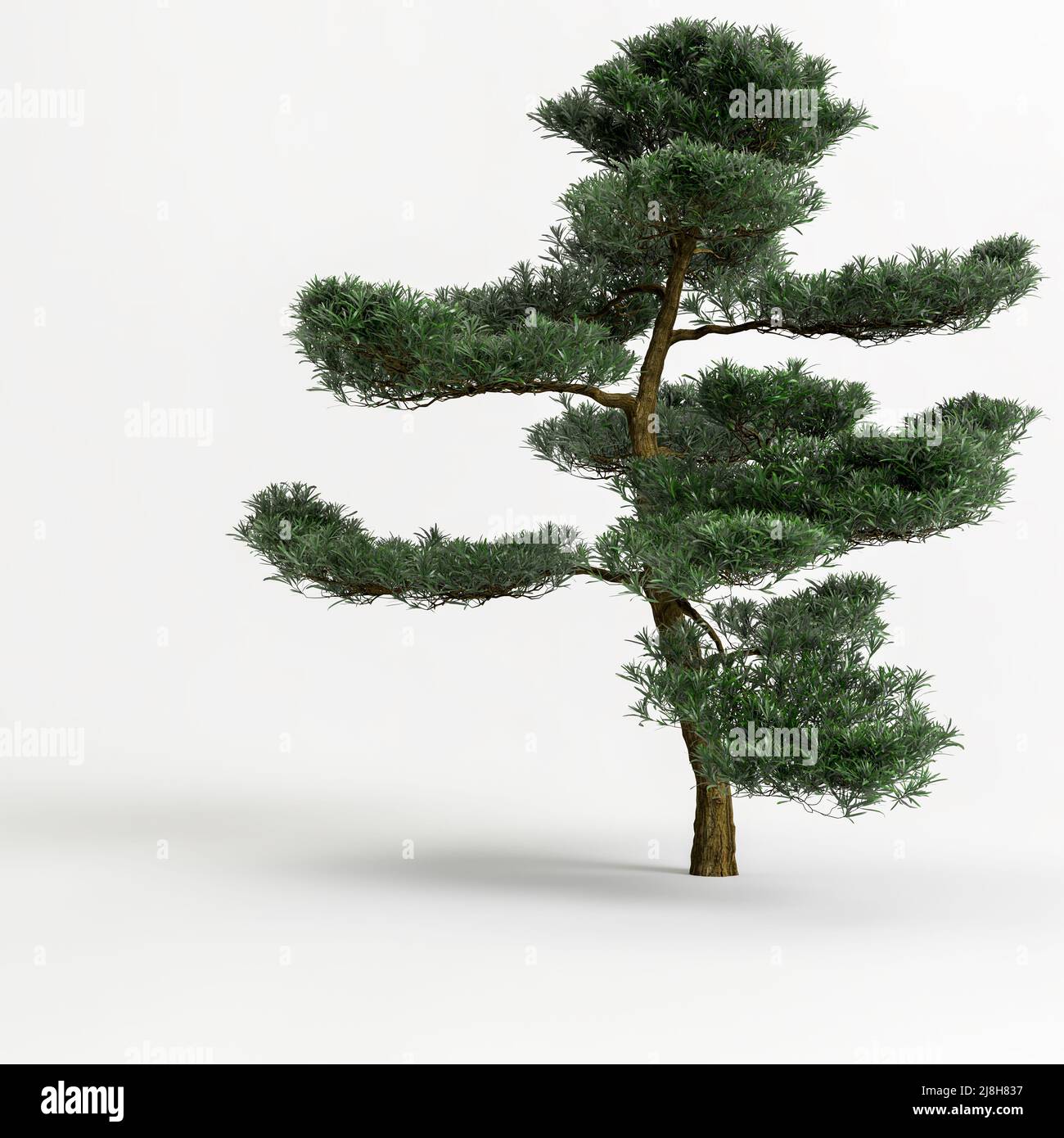 3d illustration of big bonsai tree isolated on white background Stock Photo  - Alamy