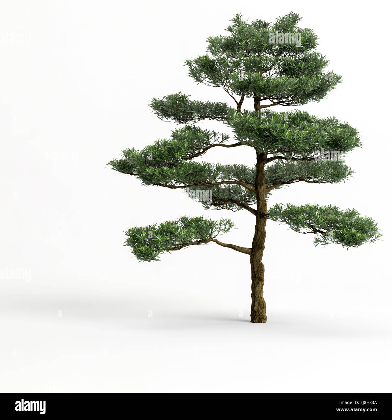 3d illustration of big bonsai tree isolated on white background Stock Photo