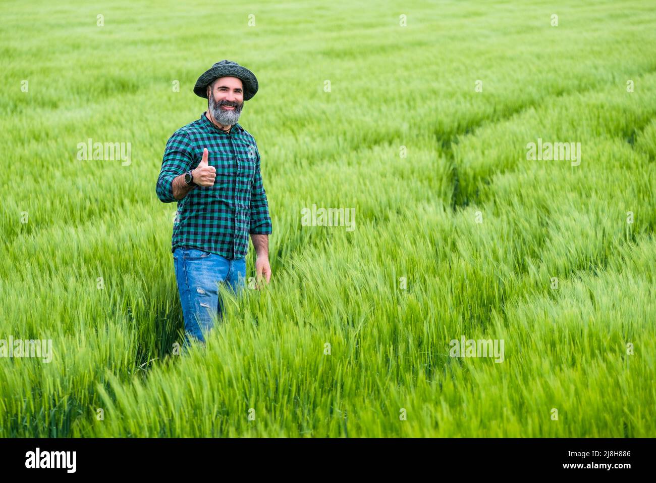 Happy farmer showing thumb up while standing in his growing wheat field ...