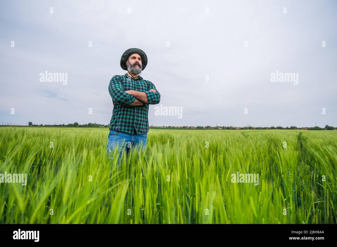 Farmer is standing in his growing wheat field Stock Photo - Alamy