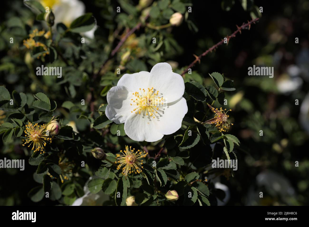 White flower of burnet rose in Spring sunlight (Rosa pimpinellifolia, Rosa spinosissima) Stock Photo