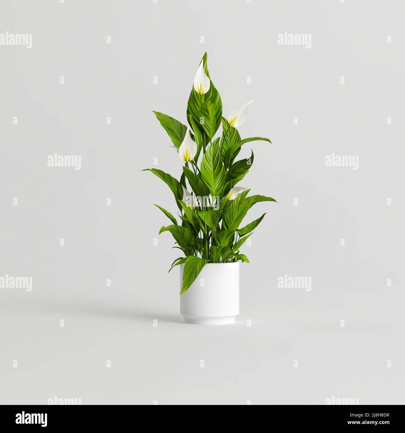 3d illustration of ceramic houseplants isolated on white background Stock Photo