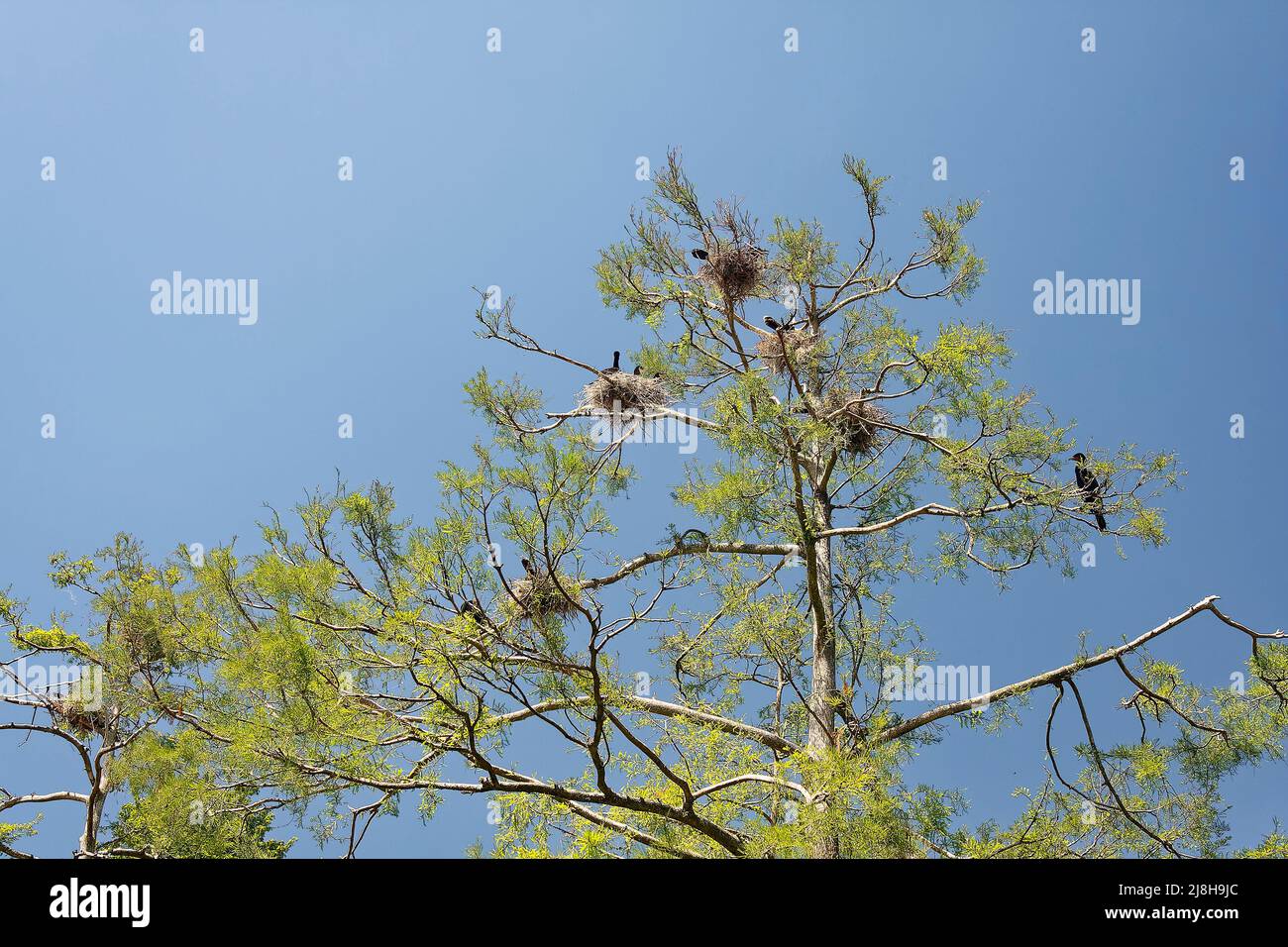 multiple birds nests in trees; Doublecrested cormorants, waterbird
