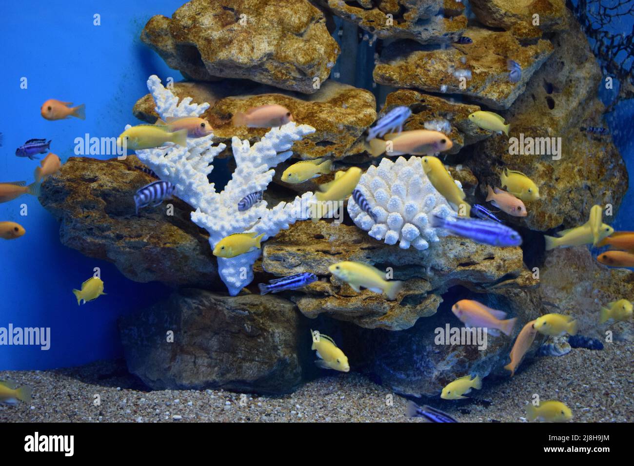 Yellow morph of Labidochromis caeruleus (lemon yellow lab) aquarium fish. Electric Yellow Afican