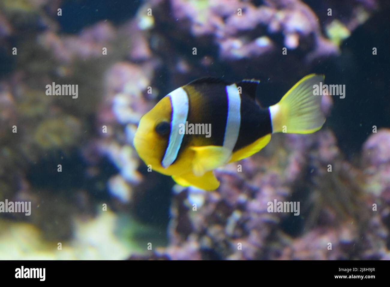 Amphiprion sebae. Clownfish or anemonefish are fishes from the subfamily Amphiprioninae in the family Pomacentridae. Sebae Clownfish swimming in reef Stock Photo