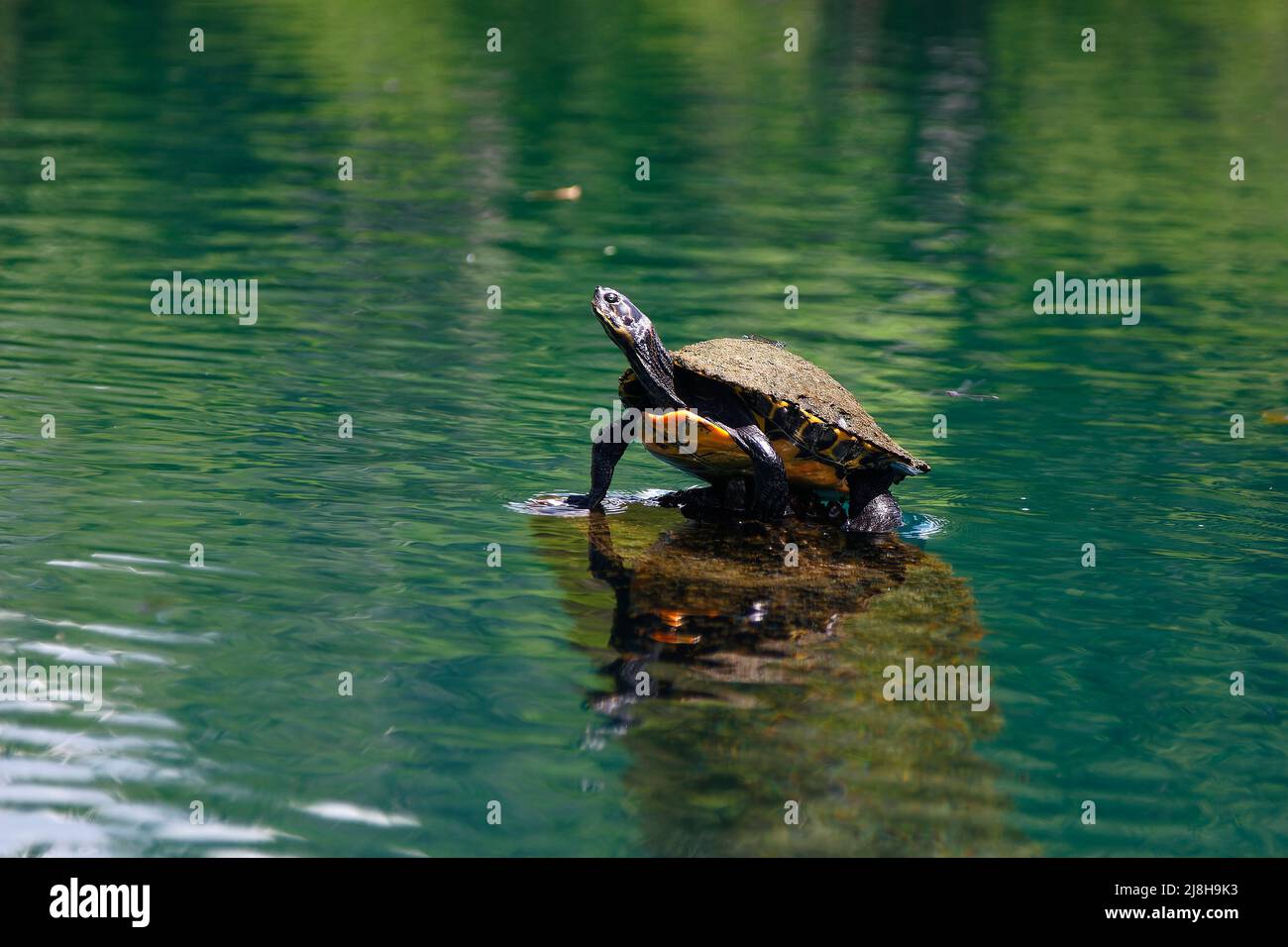 Florida cooter turtle on stump, water, freshwater turtle; carapace covered with vegetation, Pseudemys floridana, marine wildlife, reptile, animal, nat Stock Photo