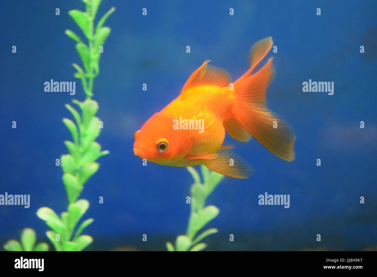 Freshwater aquarium fish, goldfish from Asia in aquarium.The goldfish ...