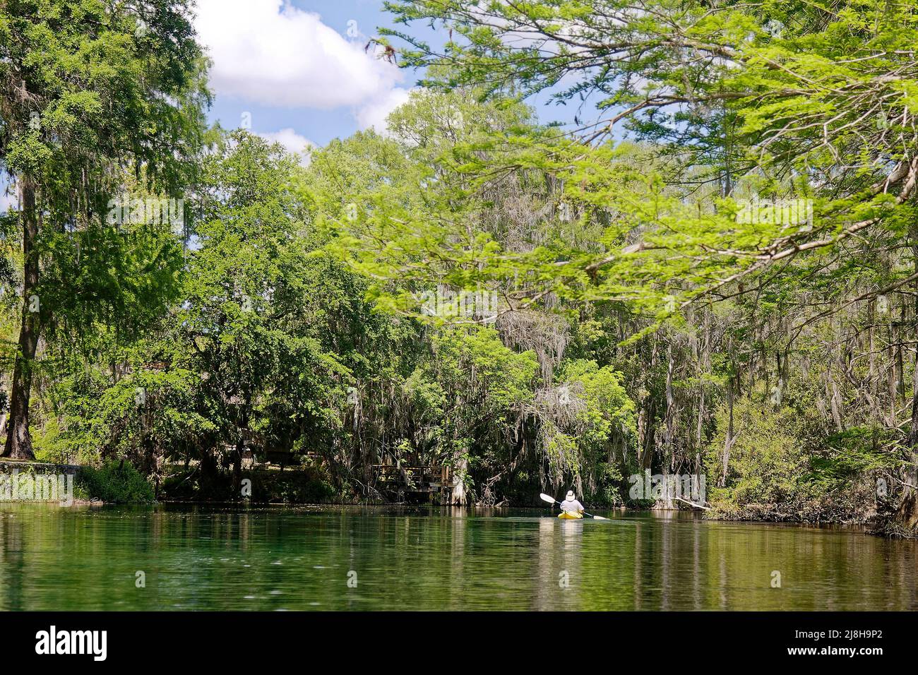 Rainbow River scene, man kayaking, trees, water, nature, recreation, sport, Florida; Dunnellon; FL; spring, MR Stock Photo