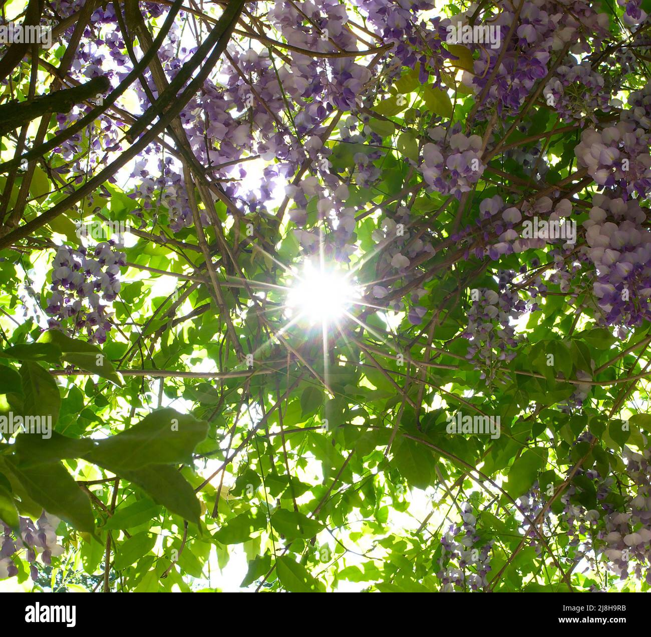 Purple hanging flowers hires stock photography and images Alamy