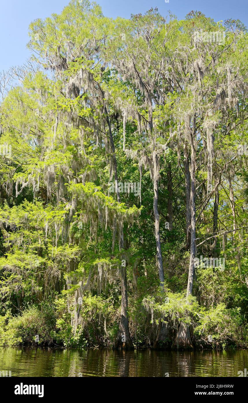 tall trees, draped in Spanish moss, Tillandsia usneoides, spring green leaves, water, nature, scene, Rainbow River; Florida; Dunnellon; FL Stock Photo