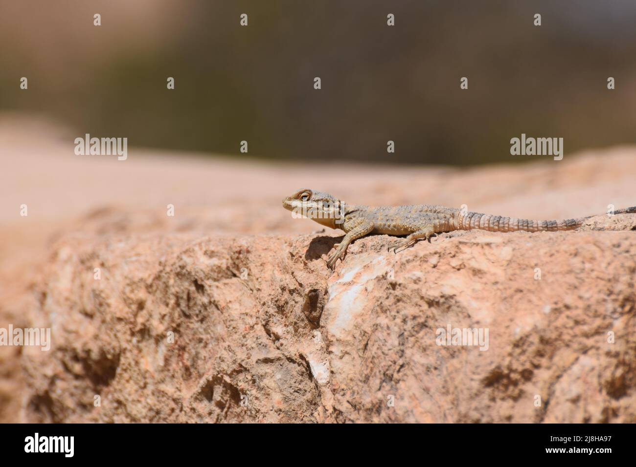 A wild painted dragon lizard Stellagama stellio brachydactyla on a rock in Jordan in the Middle East Stock Photo