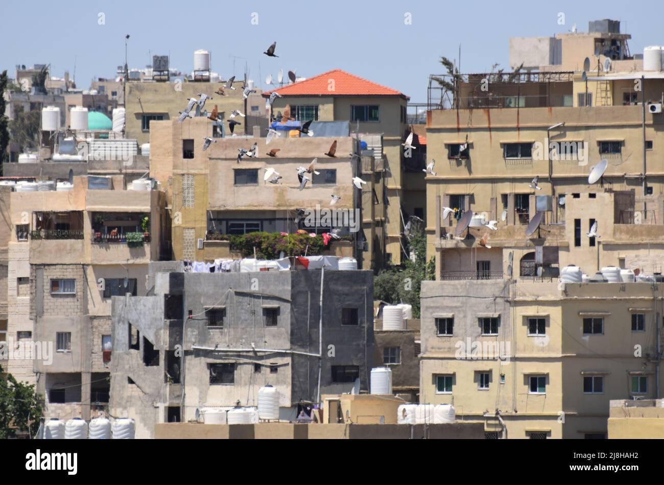 A flock of pigeons flying over the buildings of the city of Amman in Jordan Stock Photo