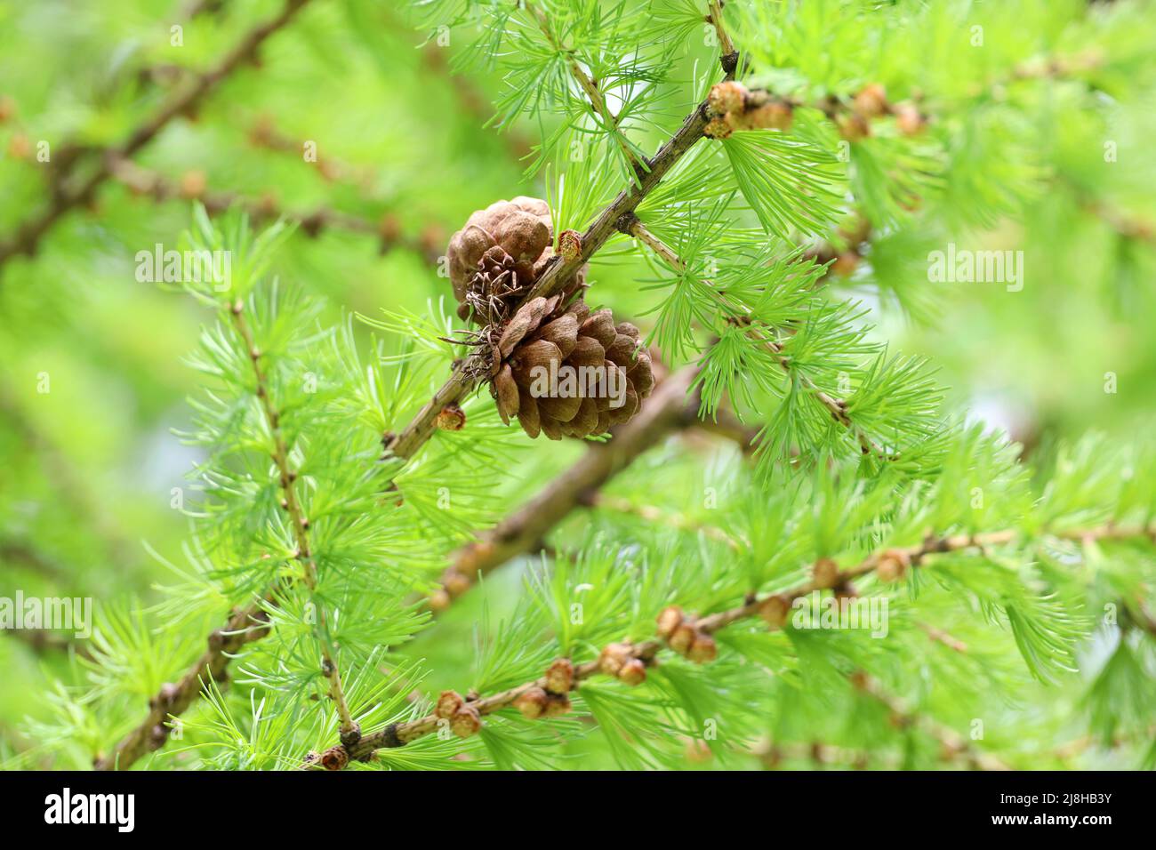 Larch tree in spring, bright green fluffy branches with cones Stock Photo