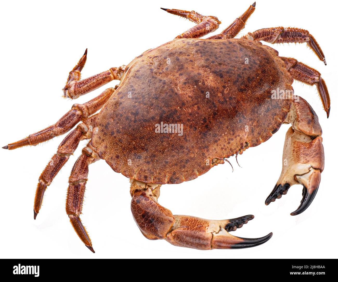 Red crab isolated on white background, full depth of field Stock Photo
