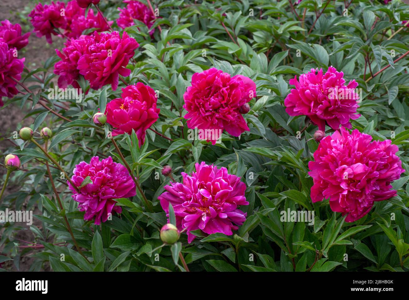Flowers of dark red royal peonies in the garden Stock Photo - Alamy