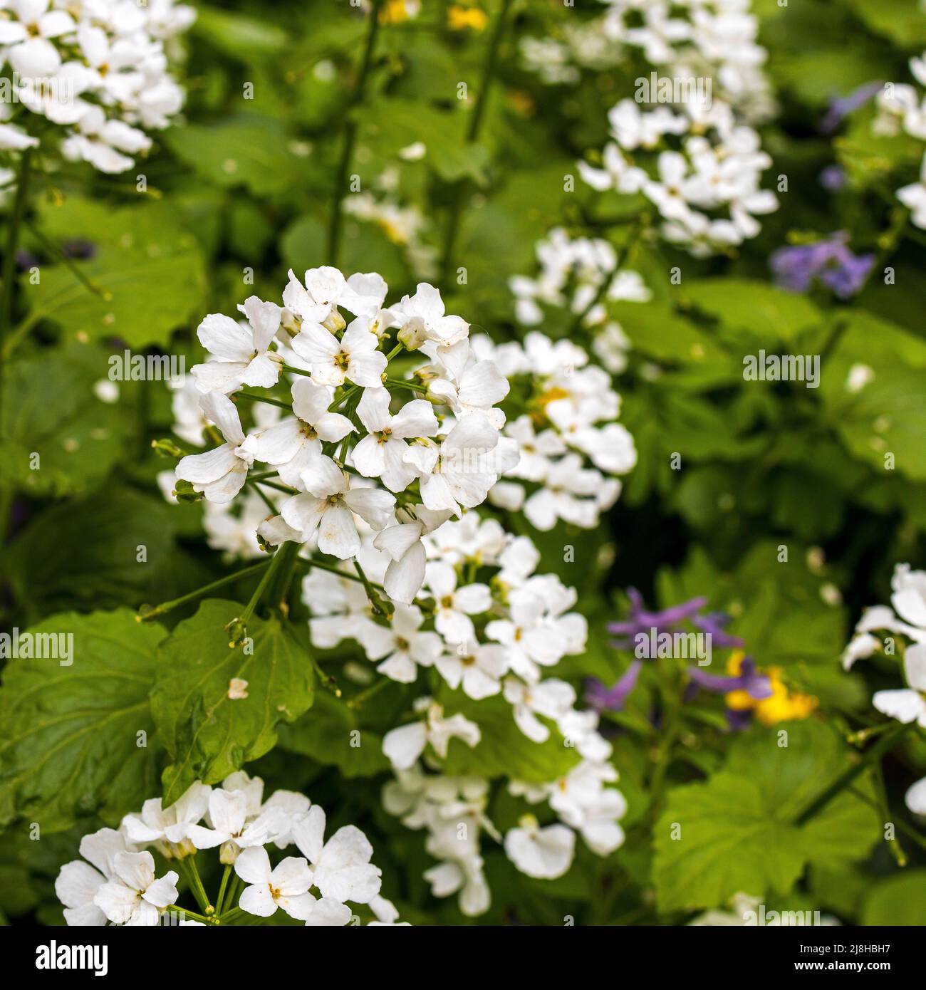 Pachyphragma is a genus of flowering plants belonging to the family Brassicaceae. Its native range is Turkey to Caucasus. Stock Photo