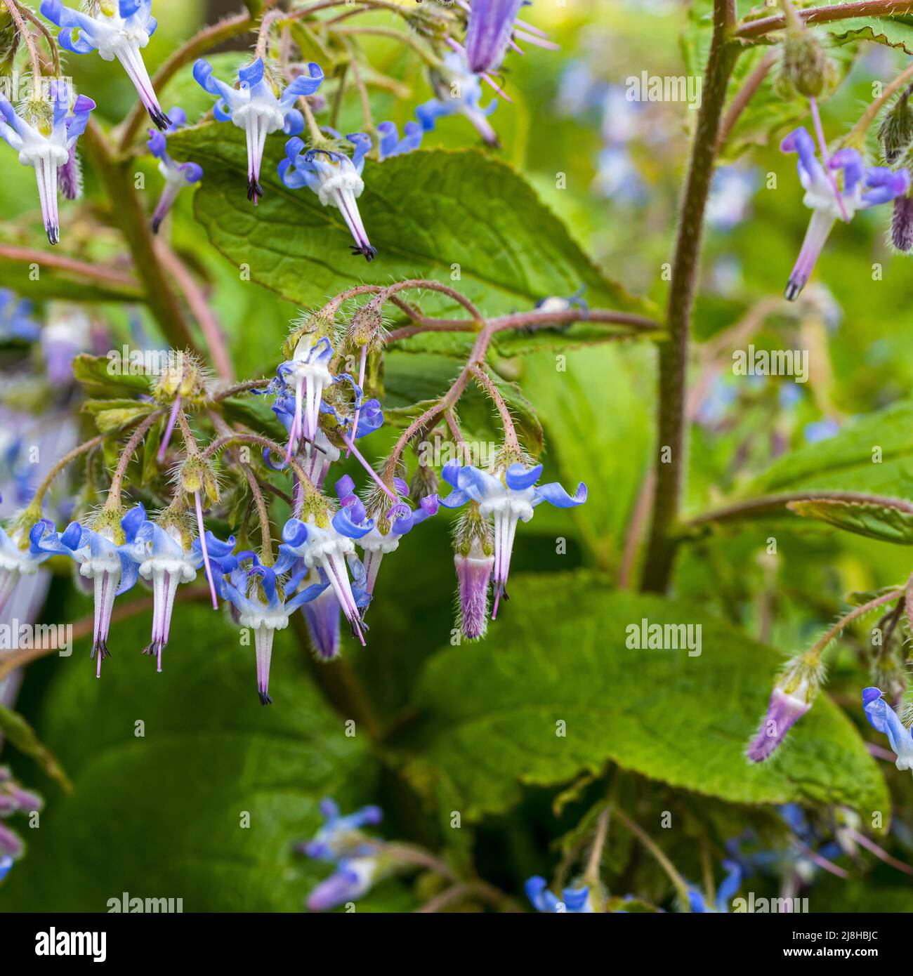 Early Flowering Borage flowers or Abraham Isaac Jacob in Innsbruck, Austria. Trachystemon Orientalis. Square frame Stock Photo