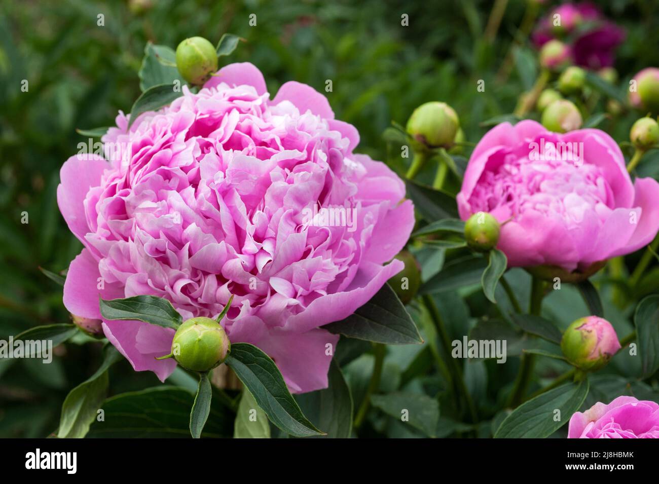 flowers close up of pink royal peonies in the garden Stock Photo - Alamy
