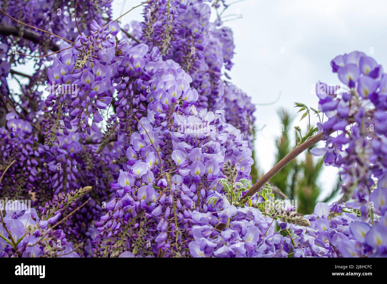 Wisteria sinensis. Closeup photo of Japanese Wisteria flowers. Blossom background. Purple flowers in the garden. Stock Photo