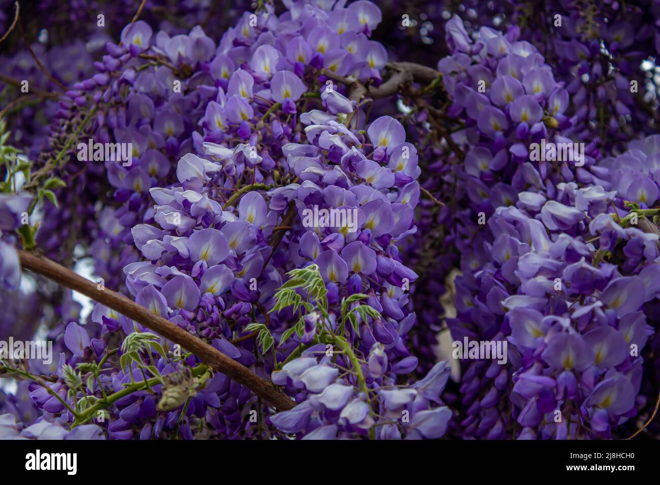 Wisteria sinensis. Closeup photo of Japanese Wisteria flowers. Blossom background. Purple flowers in the garden. Stock Photo