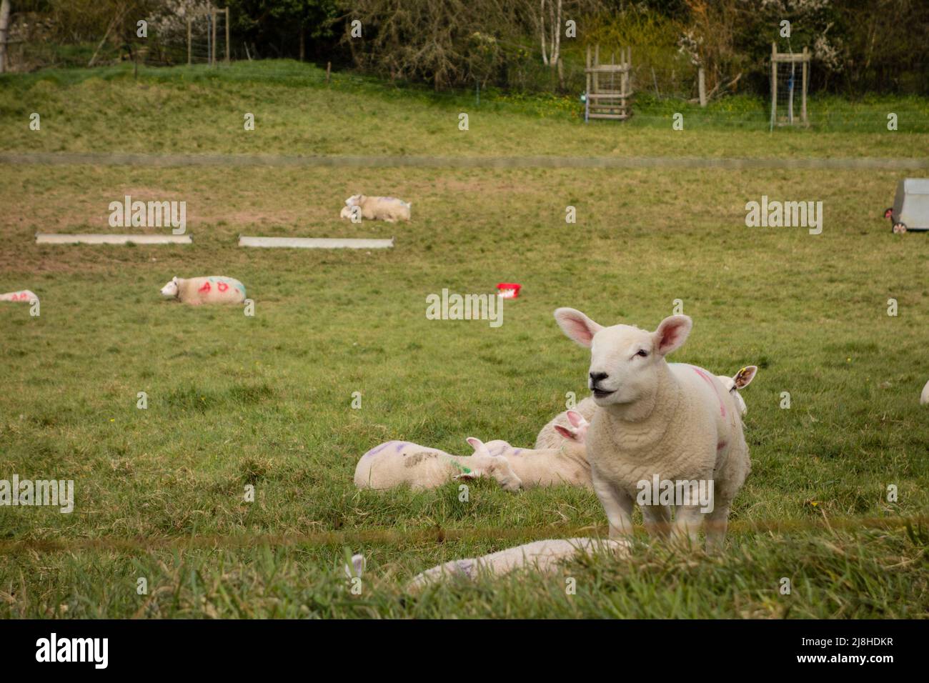 Lambs on grass field, Tetbury, Gloucestershire, UK Stock Photo