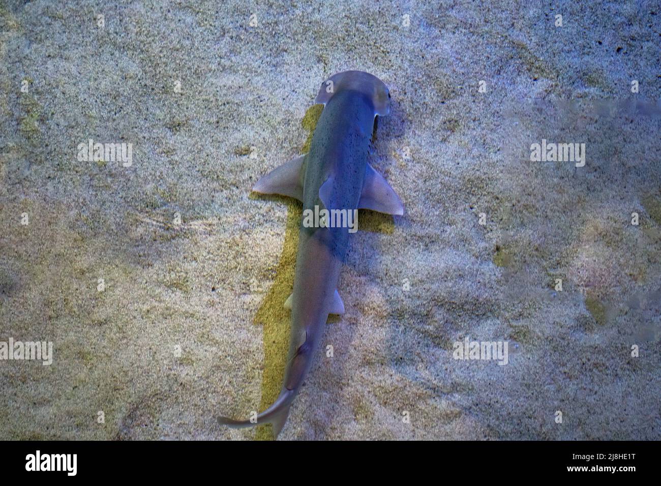 juvenile hammerhead shark swimming in shallow waters sand bottom Stock