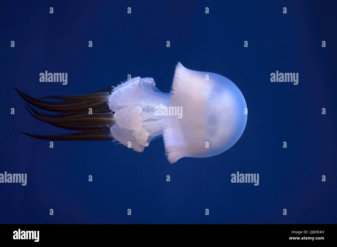 Rhopilema esculentum eatable edible flame jellyfish isolated on blue sea background Stock Photo
