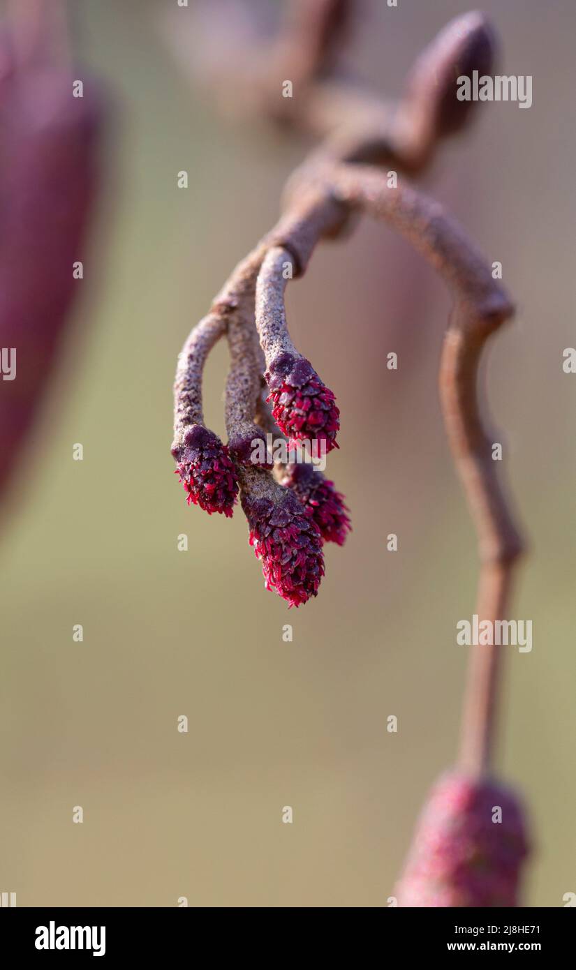 Female flowers of Alnus glutinosa Stock Photo