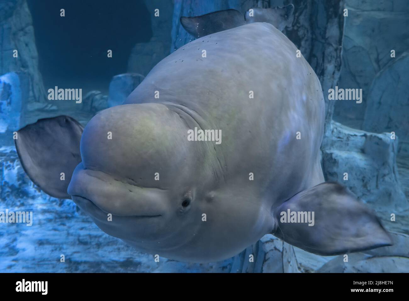 Beluga dolphin underwater close up portrait looking at you Stock Photo