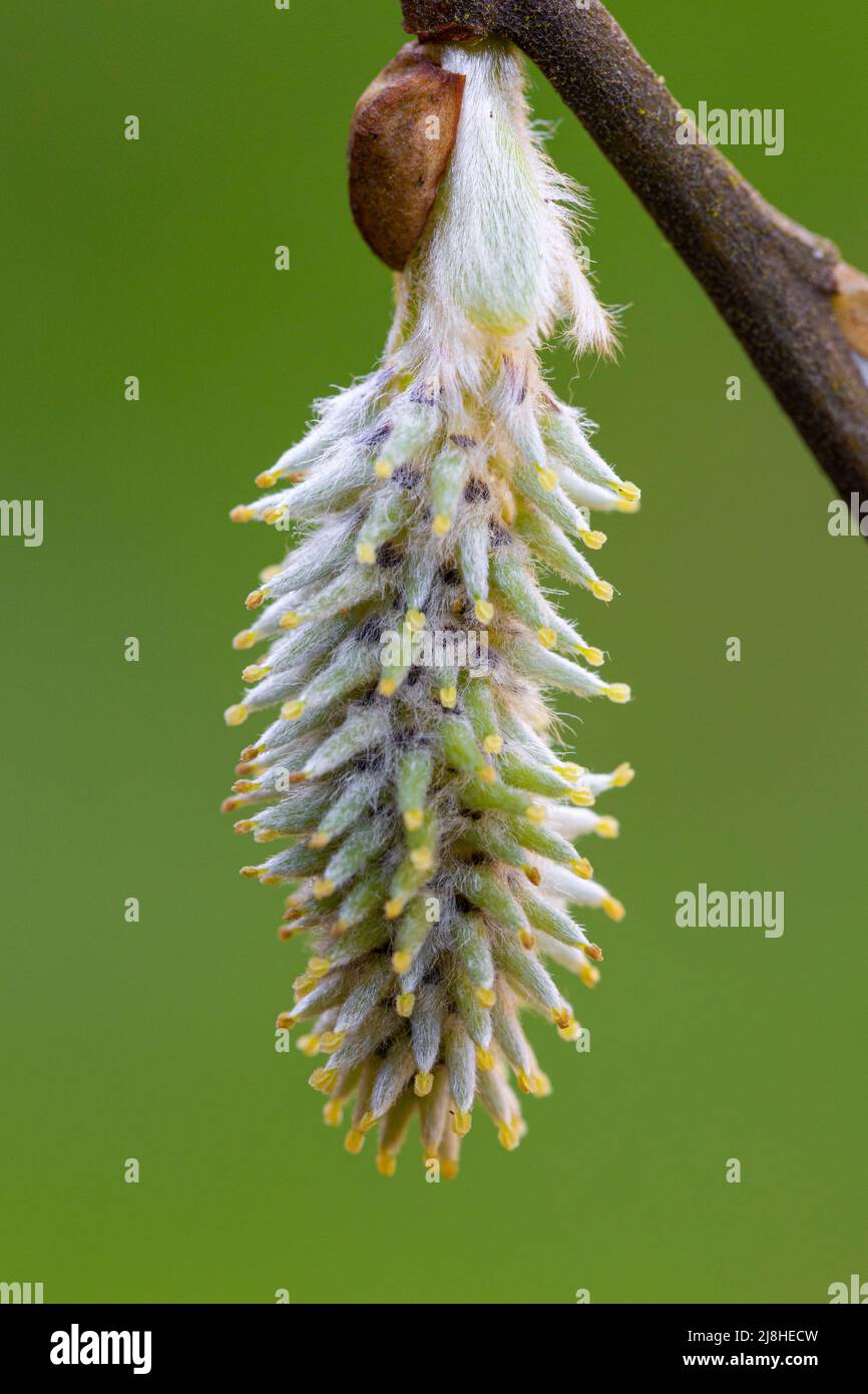 Female flower of Salix cinerea subsp. oleifolia Stock Photo Alamy