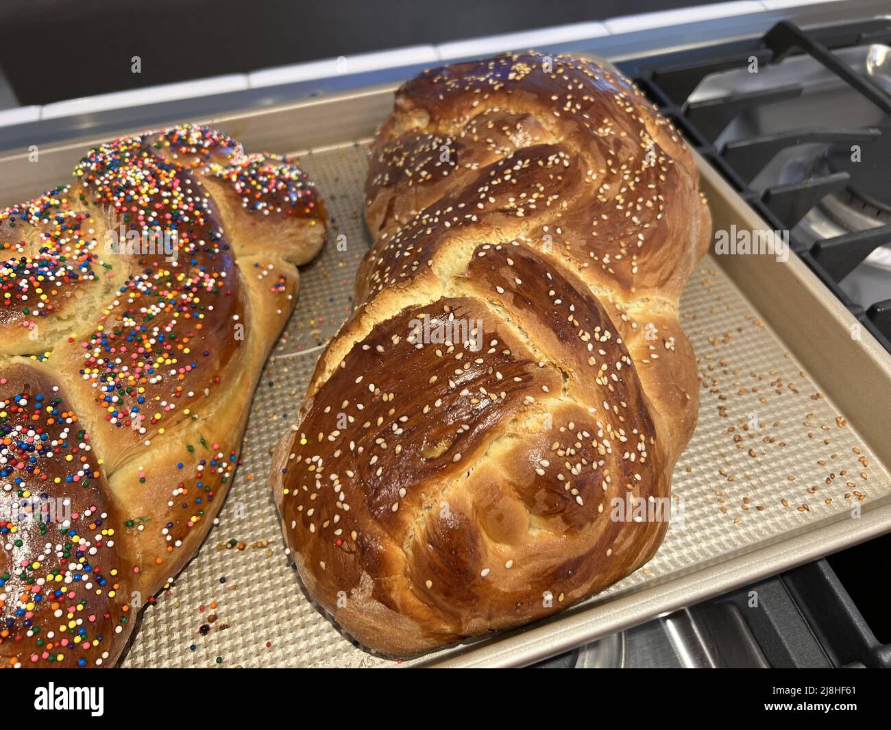 Homemade sesame and sprinkle Challah bread, baked for the Jewish holiday of Shabbat, is visible on a baking sheet in a domestic kitchen, Lafayette, California, March 4, 2022. Photo courtesy Sftm. Stock Photo