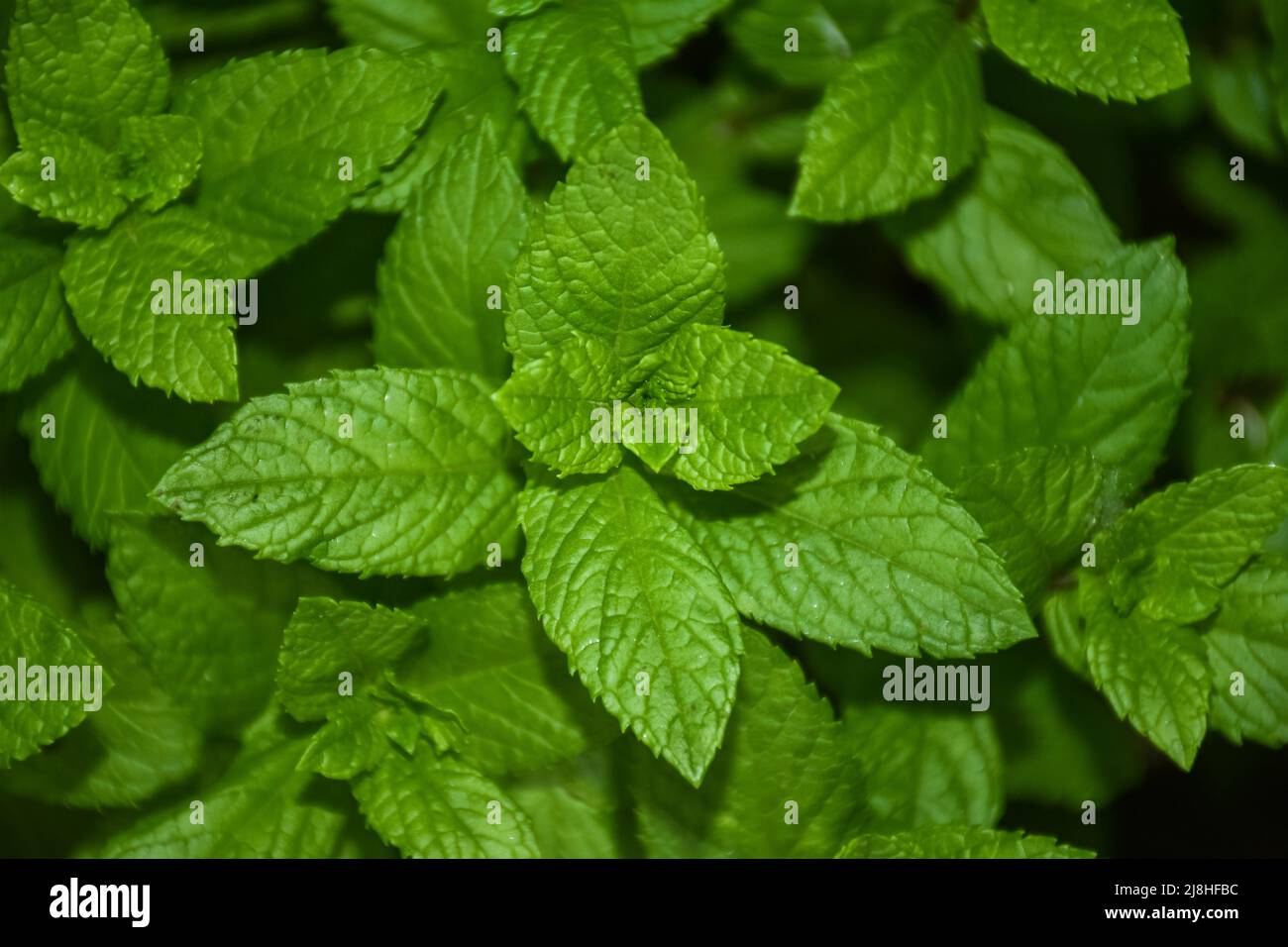 Young and fresh spearmint, garden mint, menthol mint in a garden plot Stock Photo