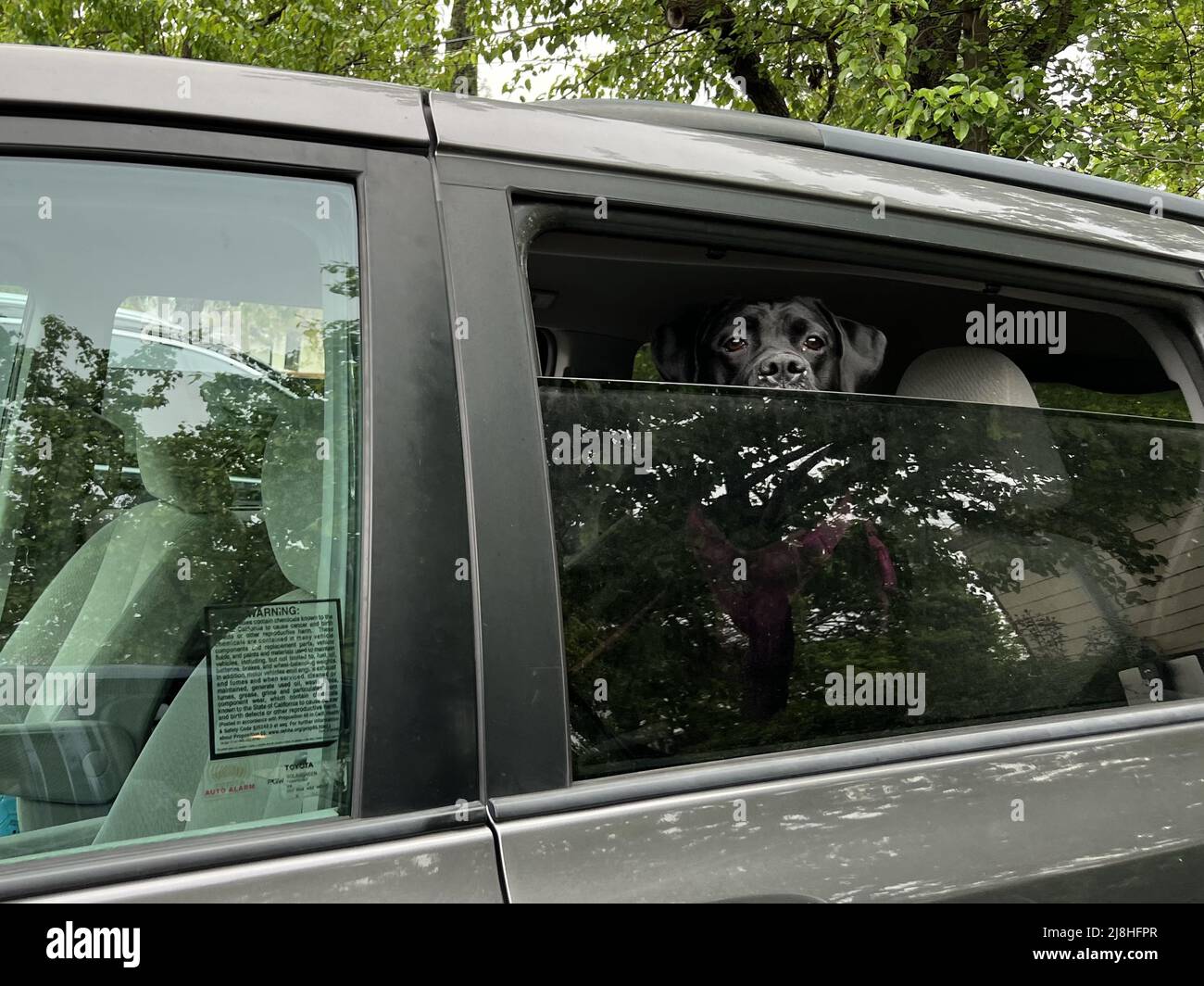 A large black dog is visible looking through a slightly opened or cracked window of a parked
