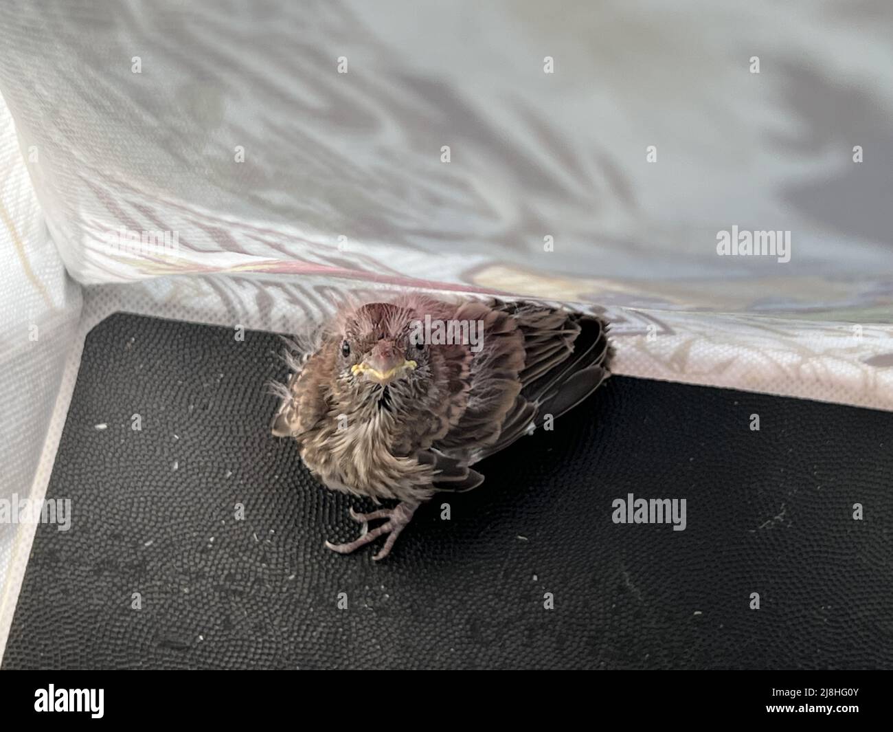 Orphaned and dehydrated house finch fledgling during transport to