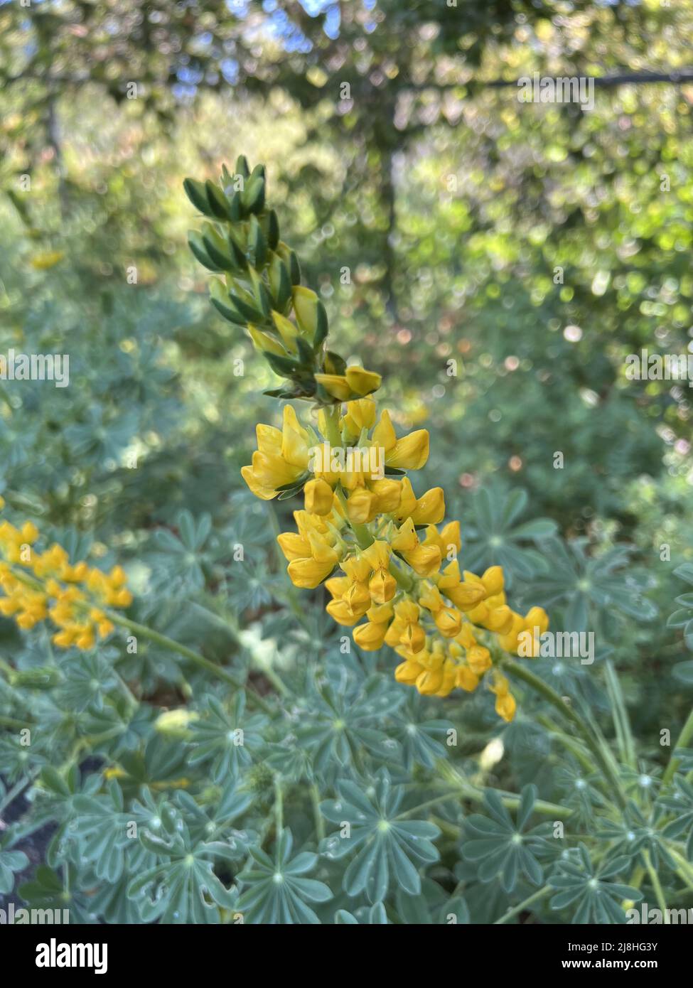 Close-up of yellow flowers of a Chick Lupine (Lupinus microcarpus var densiflorus) plant in Lafayette, California, April 15, 2022. Photo courtesy Sftm. Stock Photo