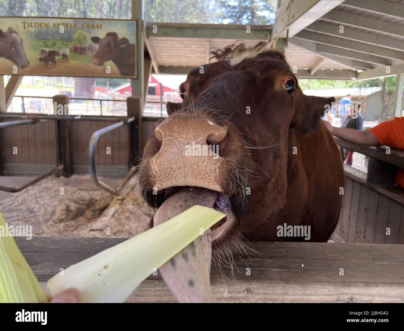 A cow sticks out its tongue to eat a stick of celery at Little Farm, Tilden Regional Park, Berkeley, California, April 8, 2022. Photo courtesy Sftm. Stock Photo