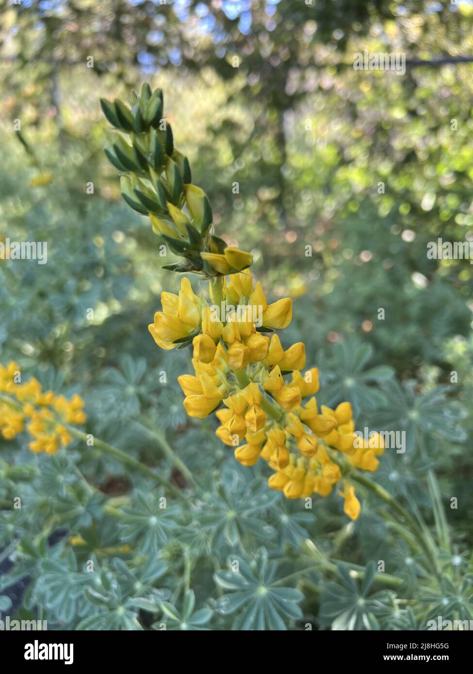Close-up of yellow flowers of a Chick Lupine (Lupinus microcarpus var densiflorus) plant in Lafayette, California, April 15, 2022. Photo courtesy Sftm. Stock Photo