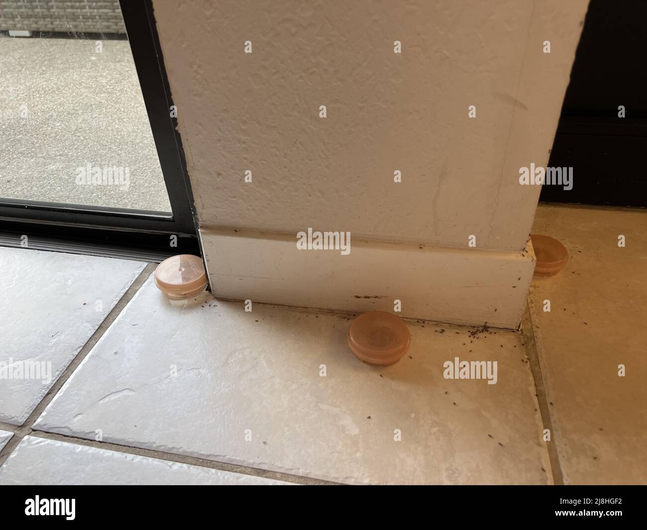 Lines of ants are visible near ant traps in a domestic home during an ...