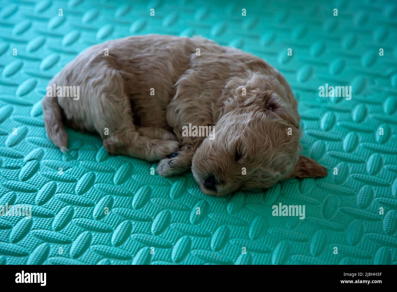 Close-up of a 3-week-old Poochon puppy (Poodle & Bichon mix) sleeping in a whelping box Stock Photo