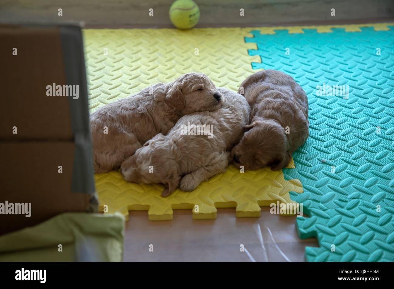 Close-up of 3-week-old Poochon (Poodle & Bichon mix) puppies sleeping in a whelping box Stock Photo