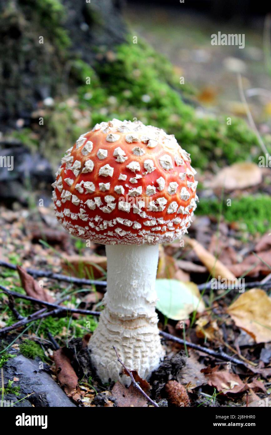 a large mushroom with an impressive red with white speckled cap Stock Photo